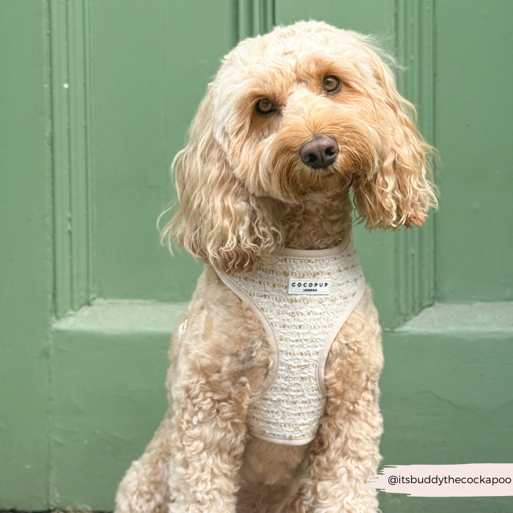 Harnais à col réglable en tweed texturé vanille