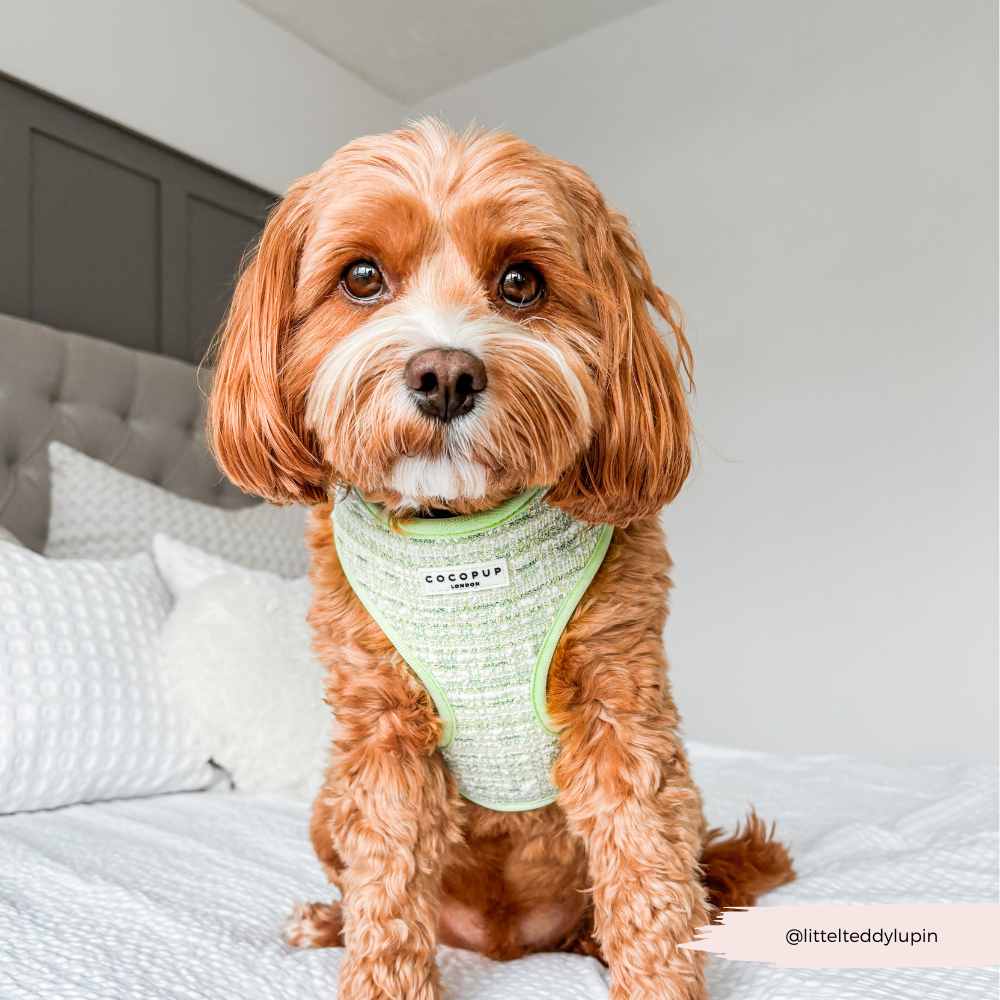 Harnais en tweed texturé Matcha