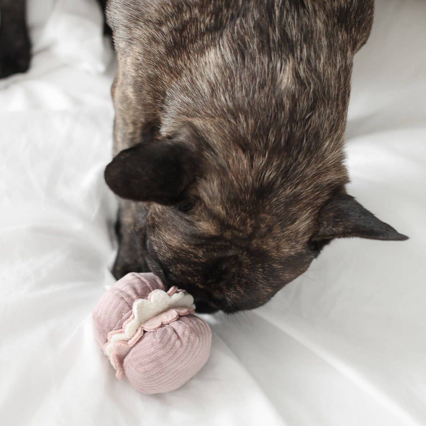 Le macaron et la madeleine