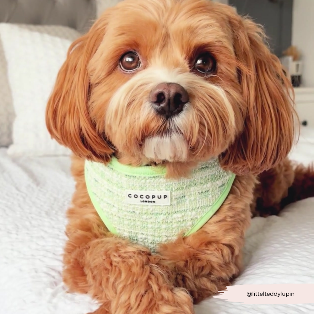 Harnais en tweed texturé Matcha