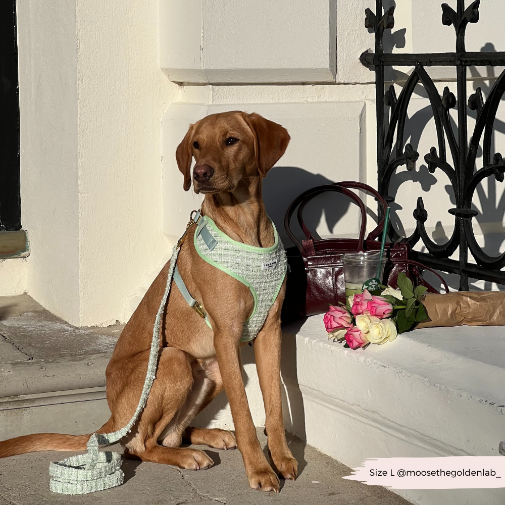 Harnais en tweed texturé Matcha