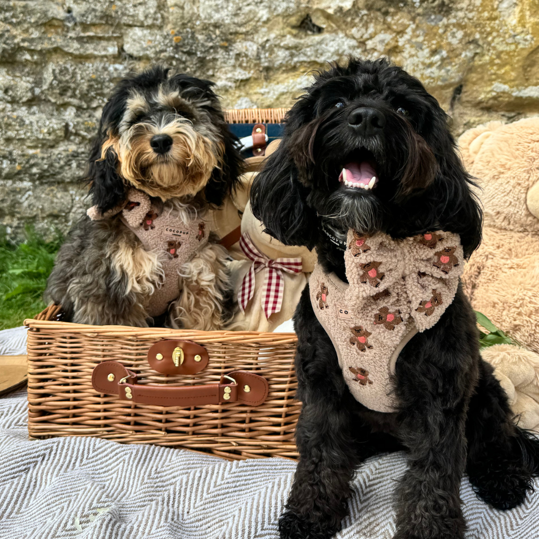 Harnais de cou ajustable Theo brodé Teddy