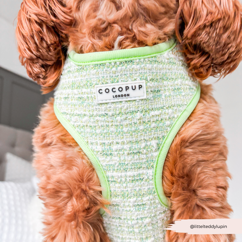 Harnais en tweed texturé Matcha