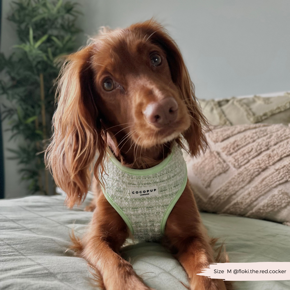 Harnais en tweed texturé Matcha