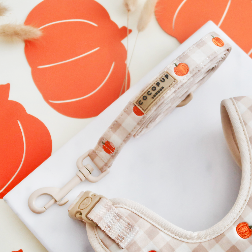 Laisse champ de Citrouilles