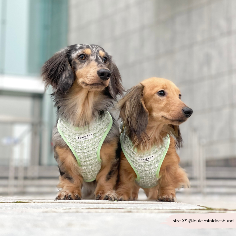 Harnais en tweed texturé Matcha