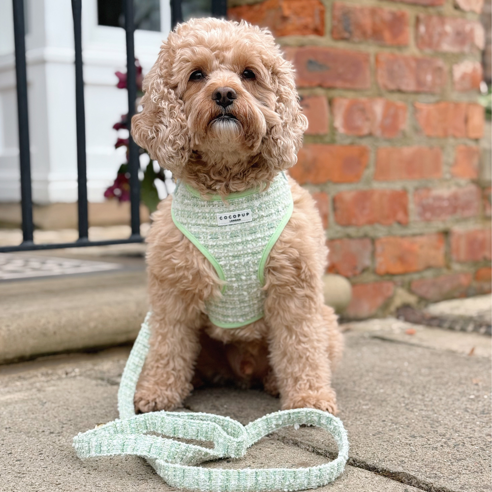 Harnais en tweed texturé Matcha
