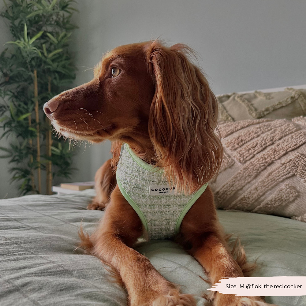 Harnais en tweed texturé Matcha