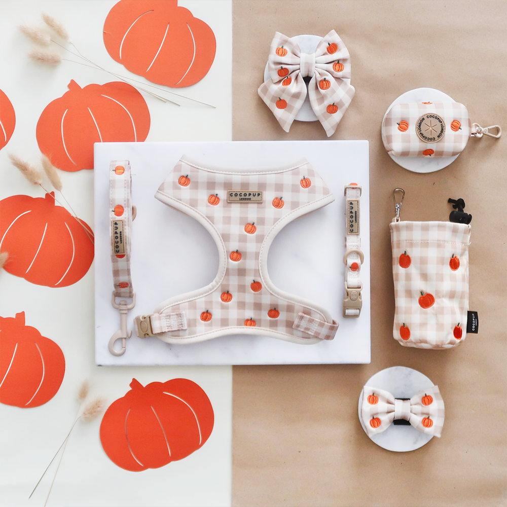 Laisse champ de Citrouilles