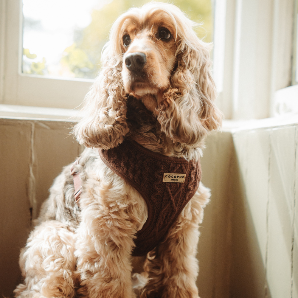 Harnais de cou ajustable en tricot torsadé - Hot Coco