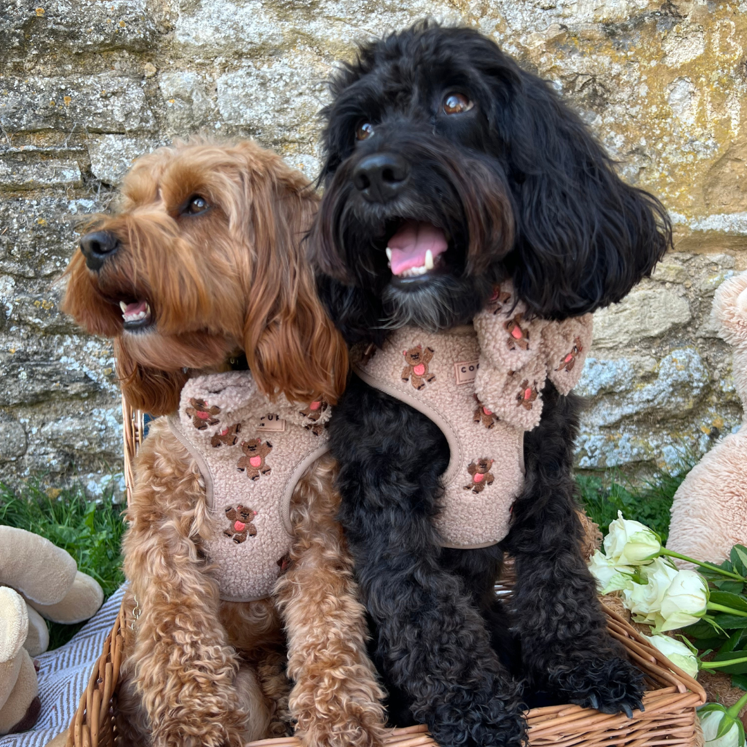 Harnais de cou ajustable Theo brodé Teddy