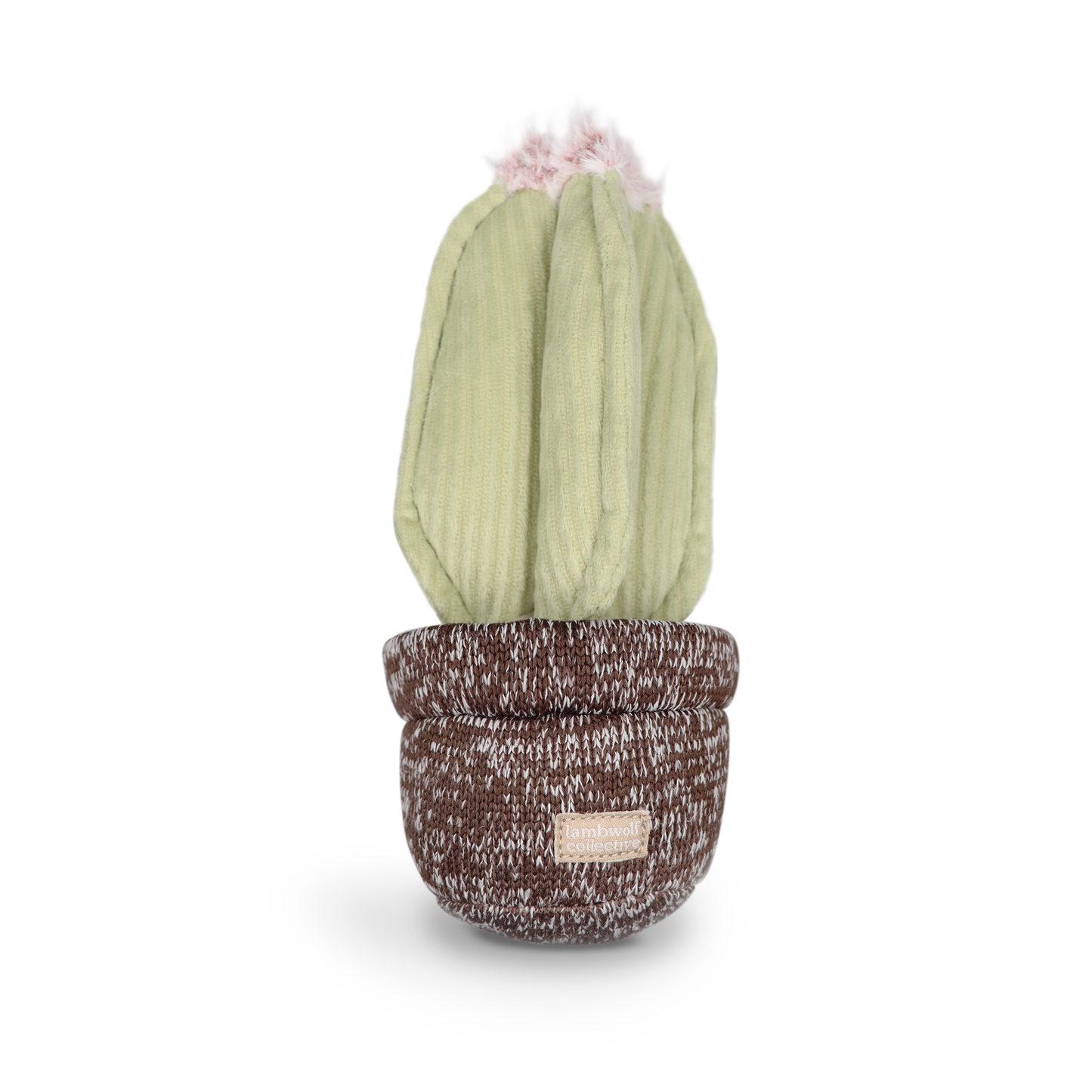 Le cactus