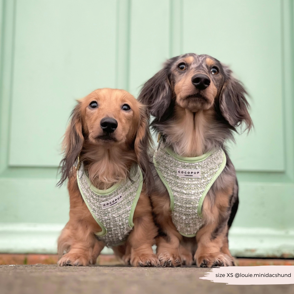 Harnais en tweed texturé Matcha