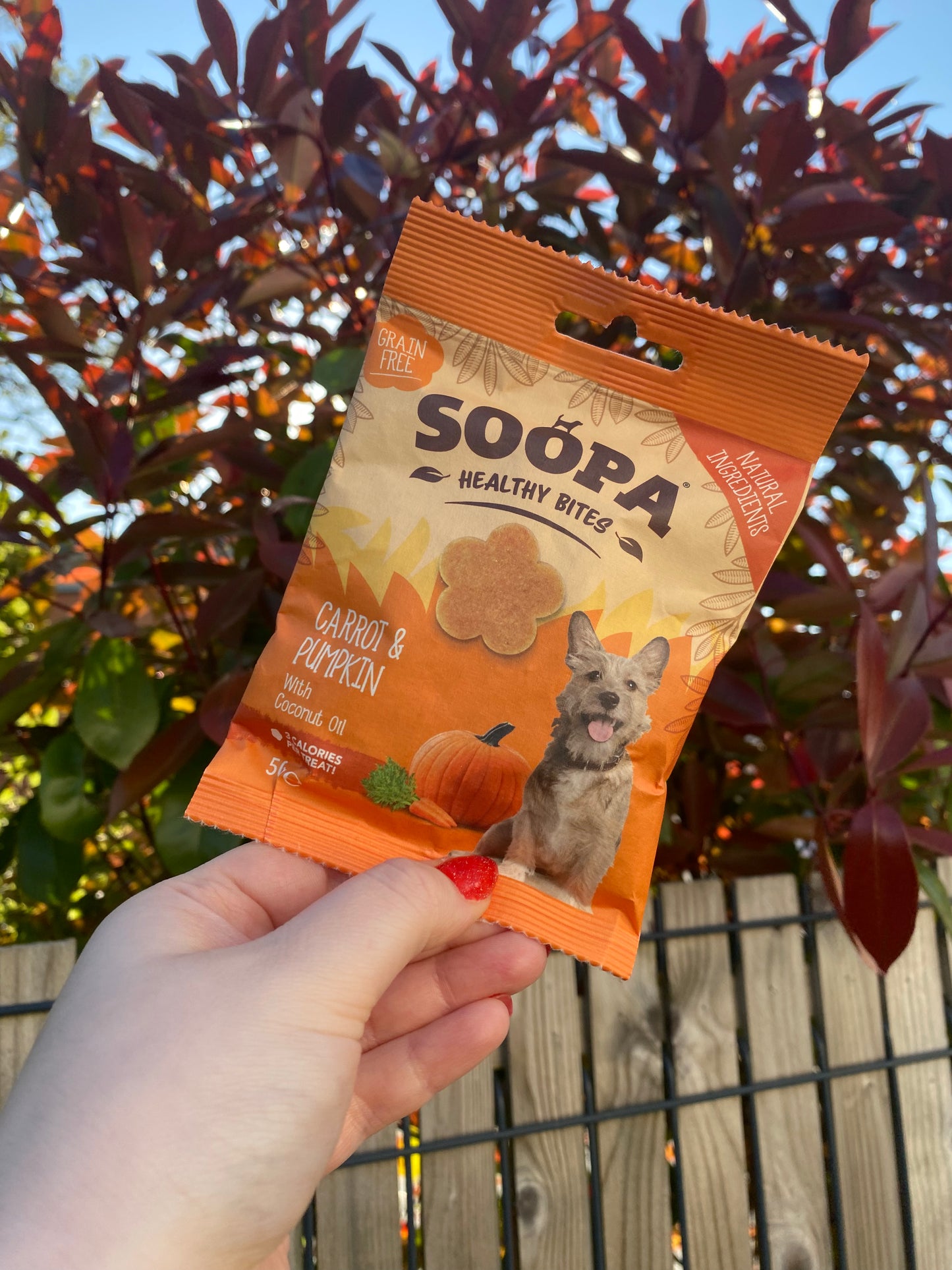 Friandises pour chiens - Citrouille et carotte