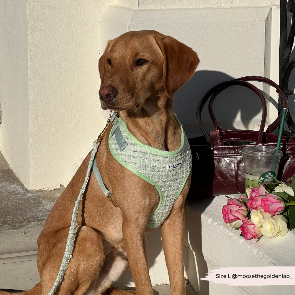 Harnais en tweed texturé Matcha