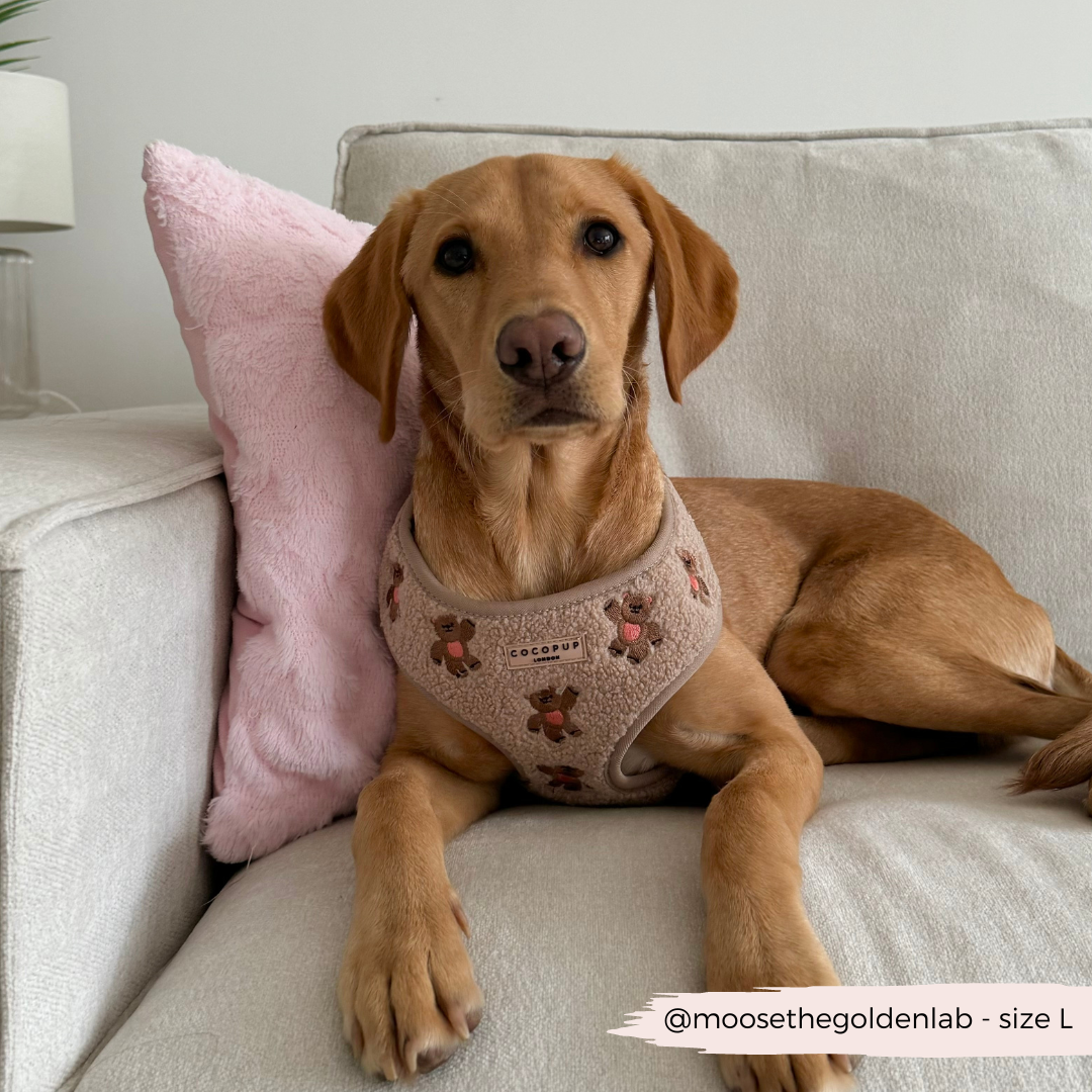 Harnais de cou ajustable Theo brodé Teddy