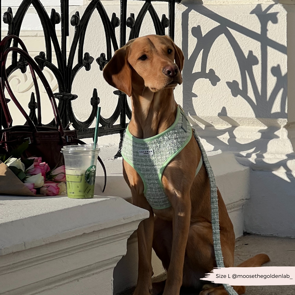 Harnais en tweed texturé Matcha