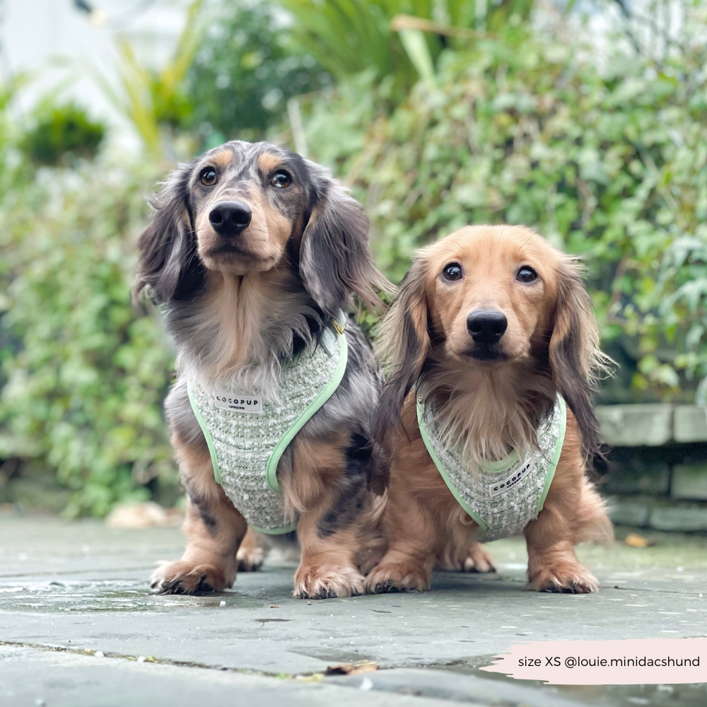 Harnais en tweed texturé Matcha