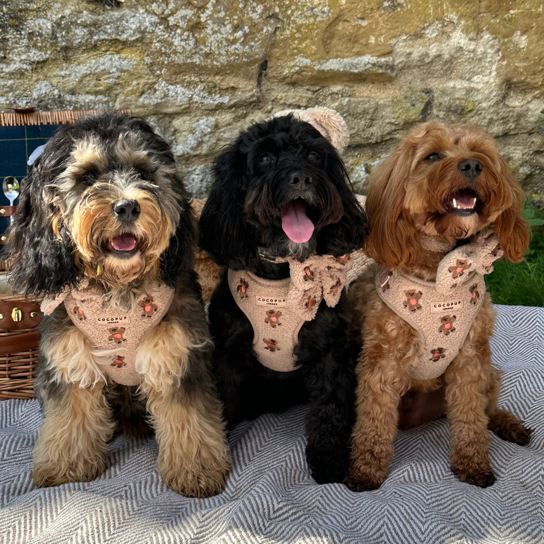 Harnais de cou ajustable Theo brodé Teddy