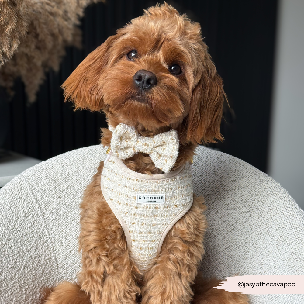 Harnais à col réglable en tweed texturé vanille