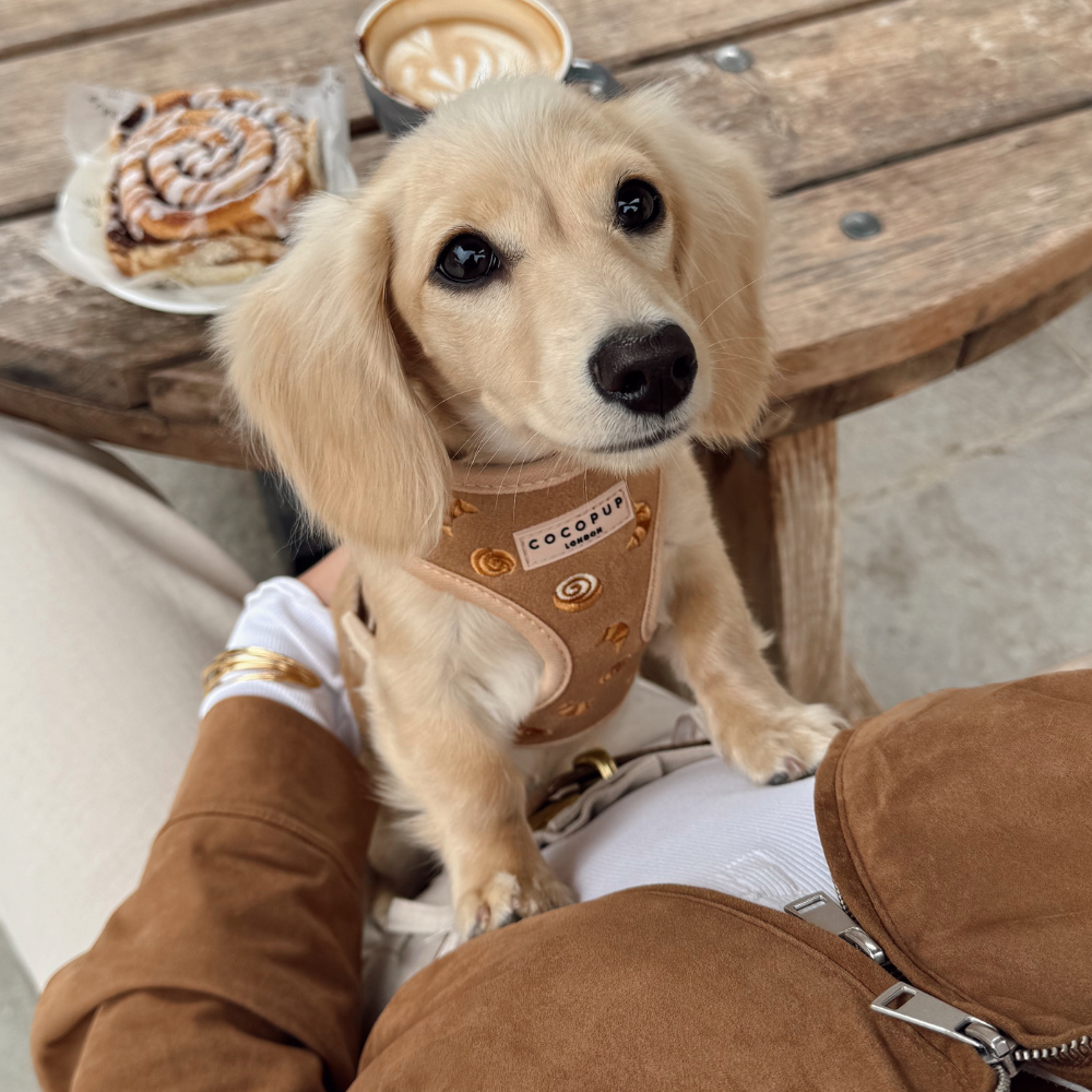 Harnais réglable pour le cou Pawtisserie