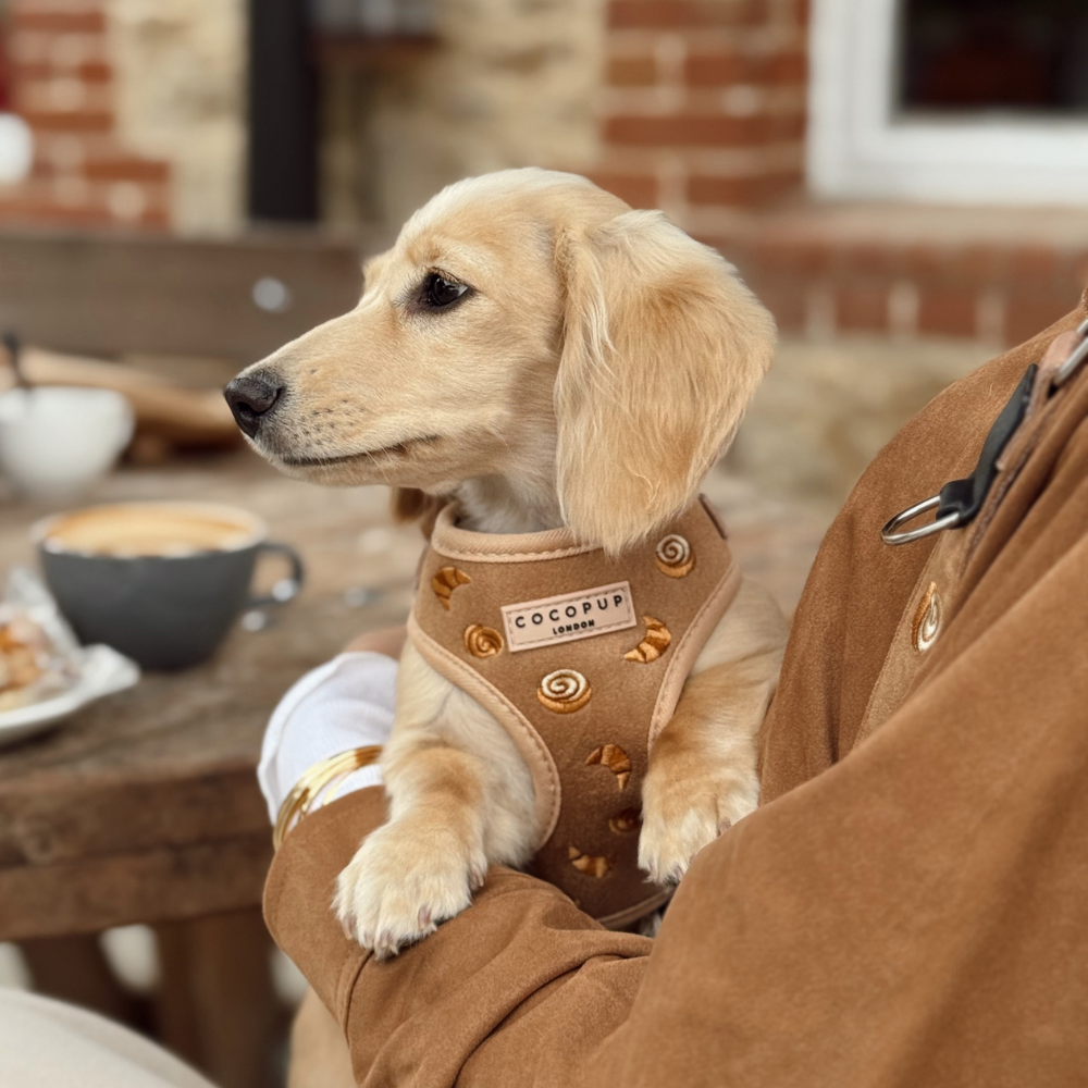Harnais réglable pour le cou Pawtisserie