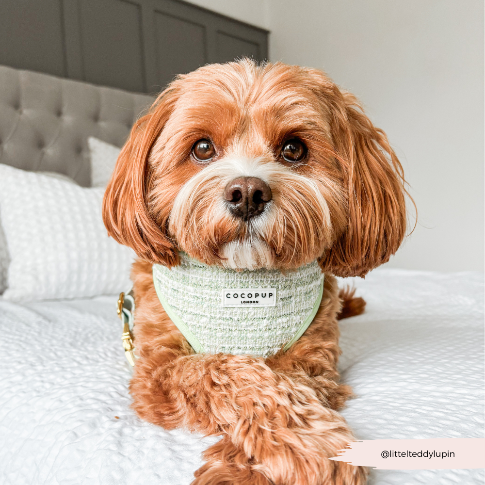 Harnais en tweed texturé Matcha