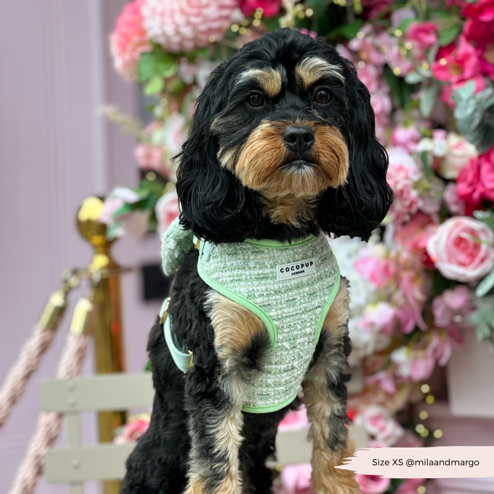 Harnais en tweed texturé Matcha